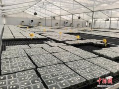 粤北韶关8.8万株蝴蝶兰组培